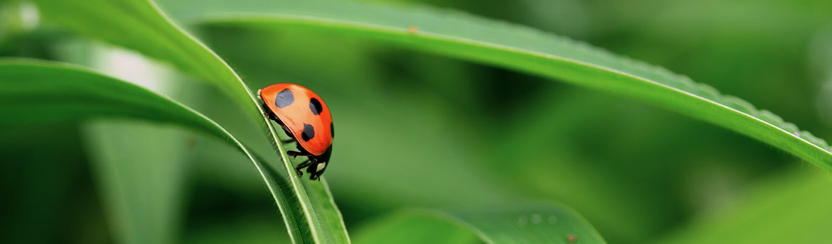 chi è lo psicoterapeuta? 